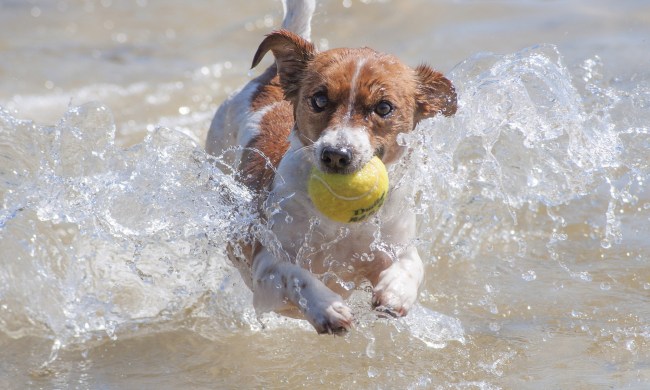 Jack Russel terrier on the beach with a tennis ball jumping