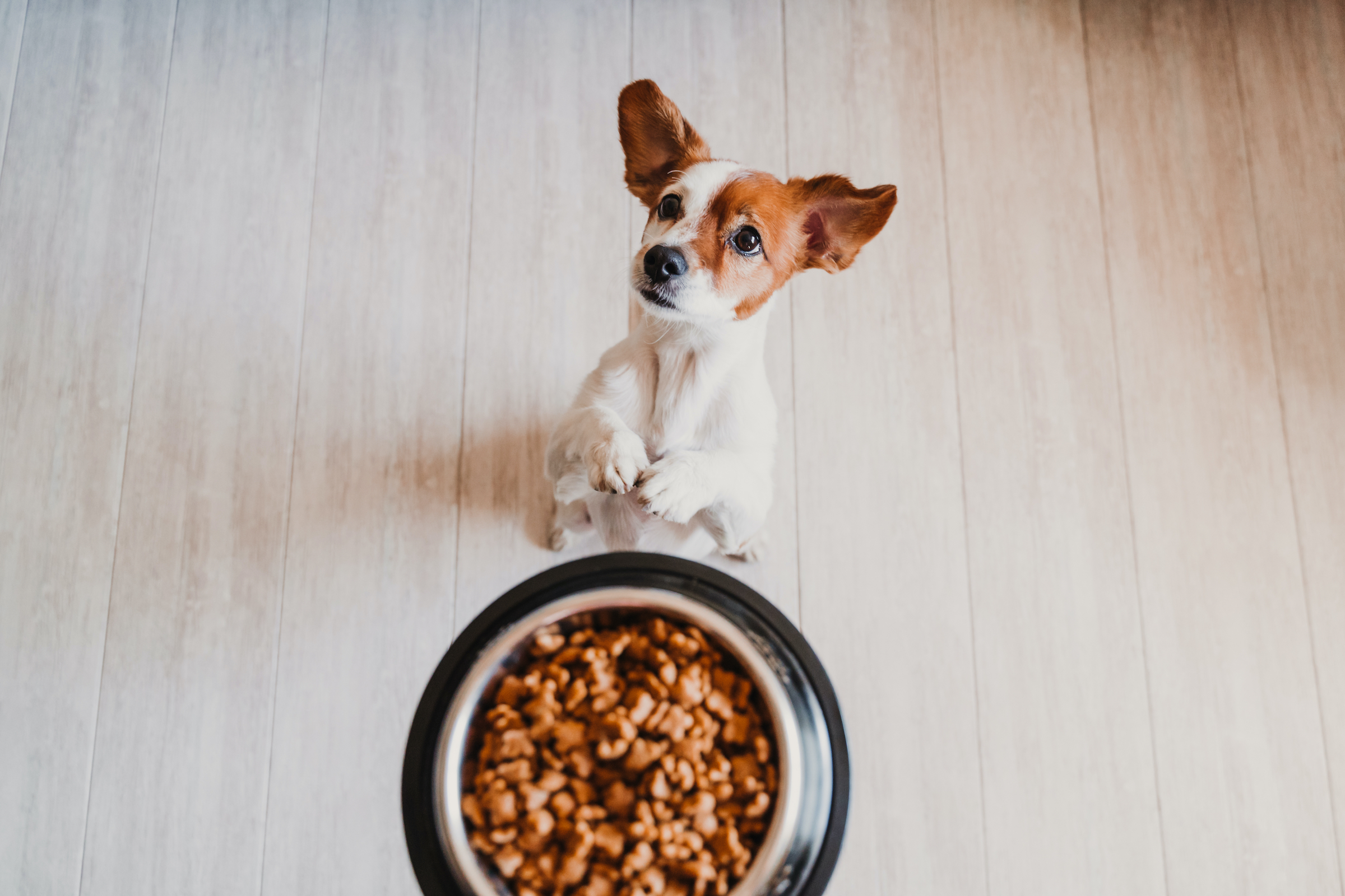 a Jack Russel terrier puppy begs for their food in a silver bowl