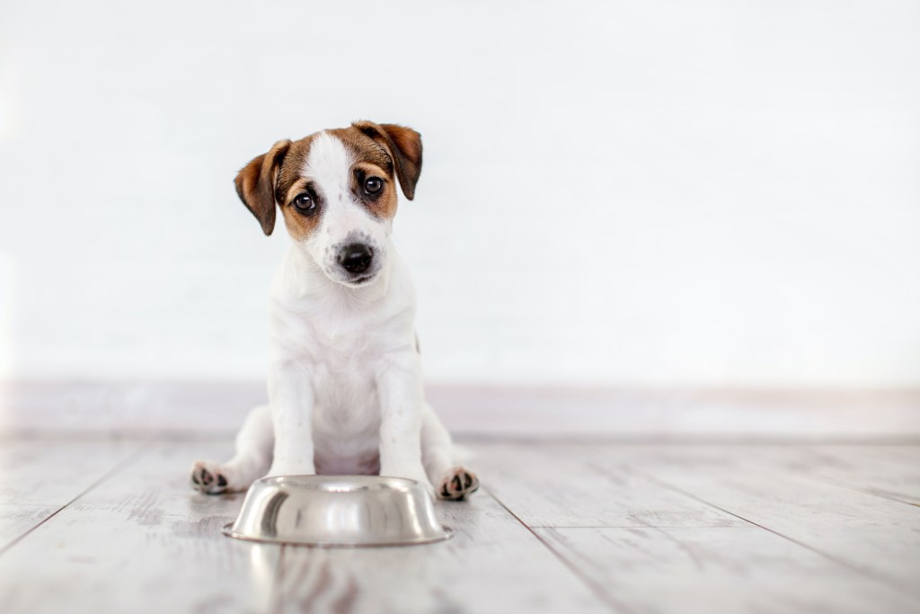 a Jack Russel terrier puppy sits behind a silver food bowl