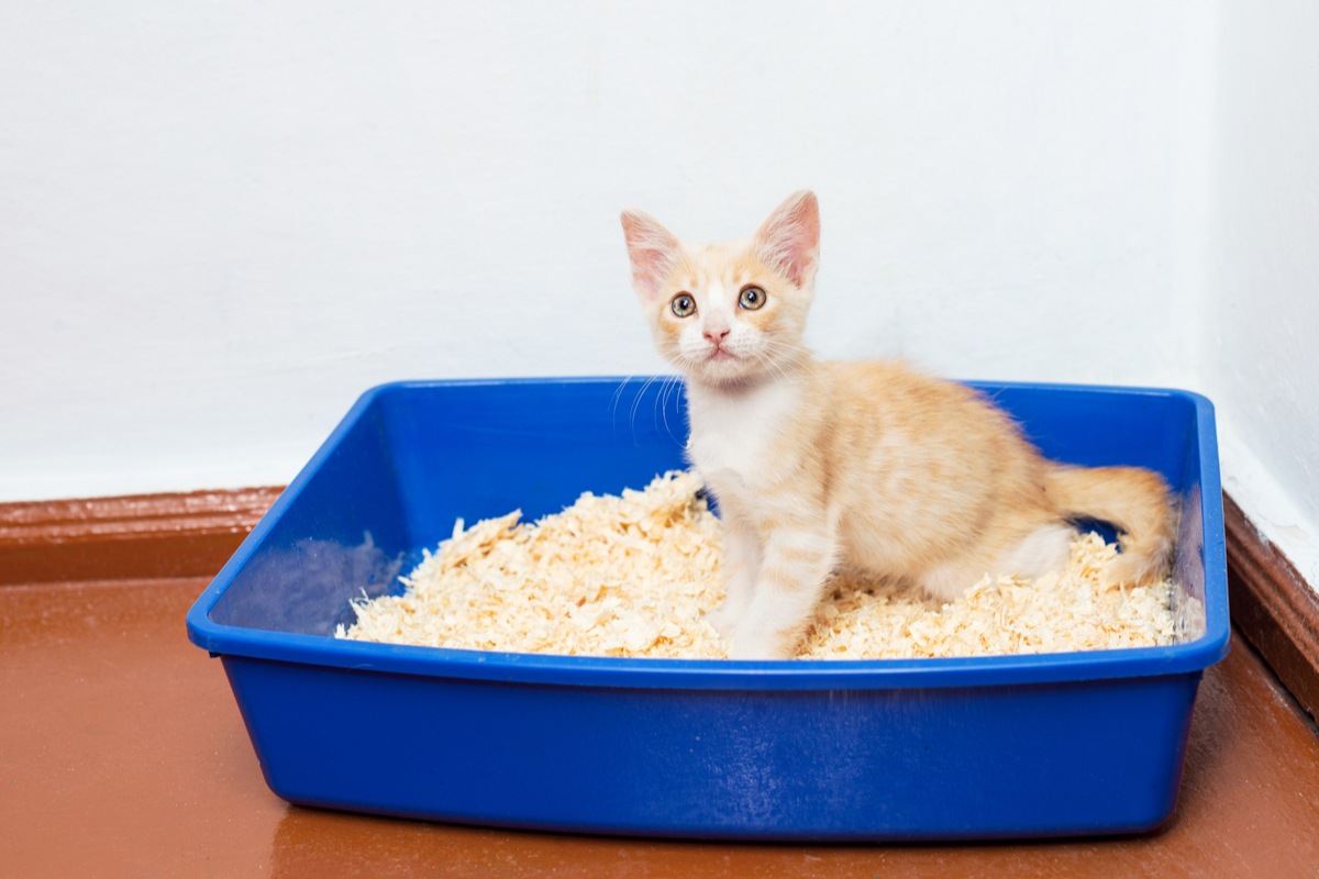 A ginger kitten in a litterbox