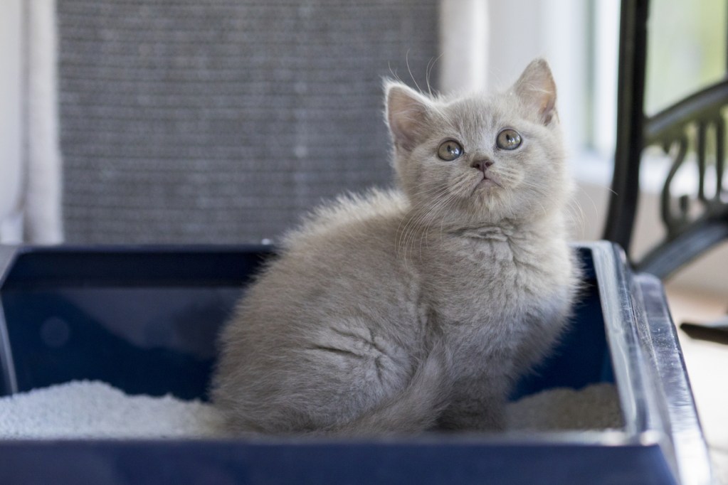 Grey kitten sitting in a litter box