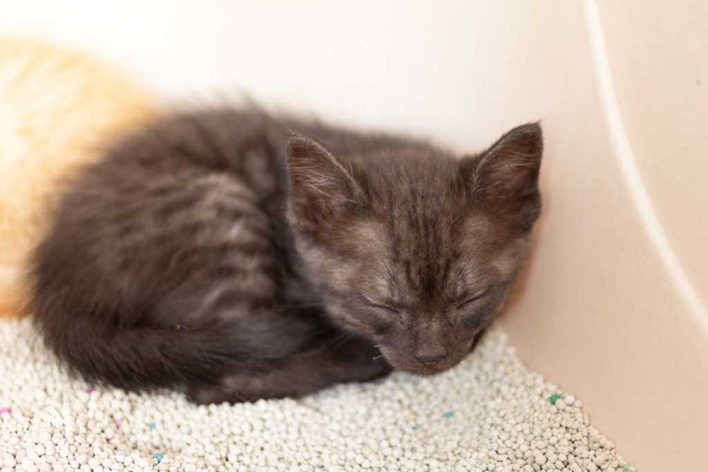 Black kitten sleeping in litter box