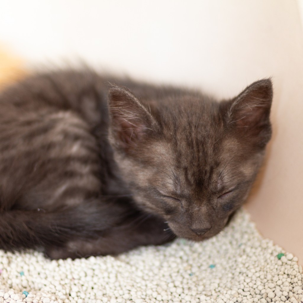 Black kitten sleeping in a litter box
