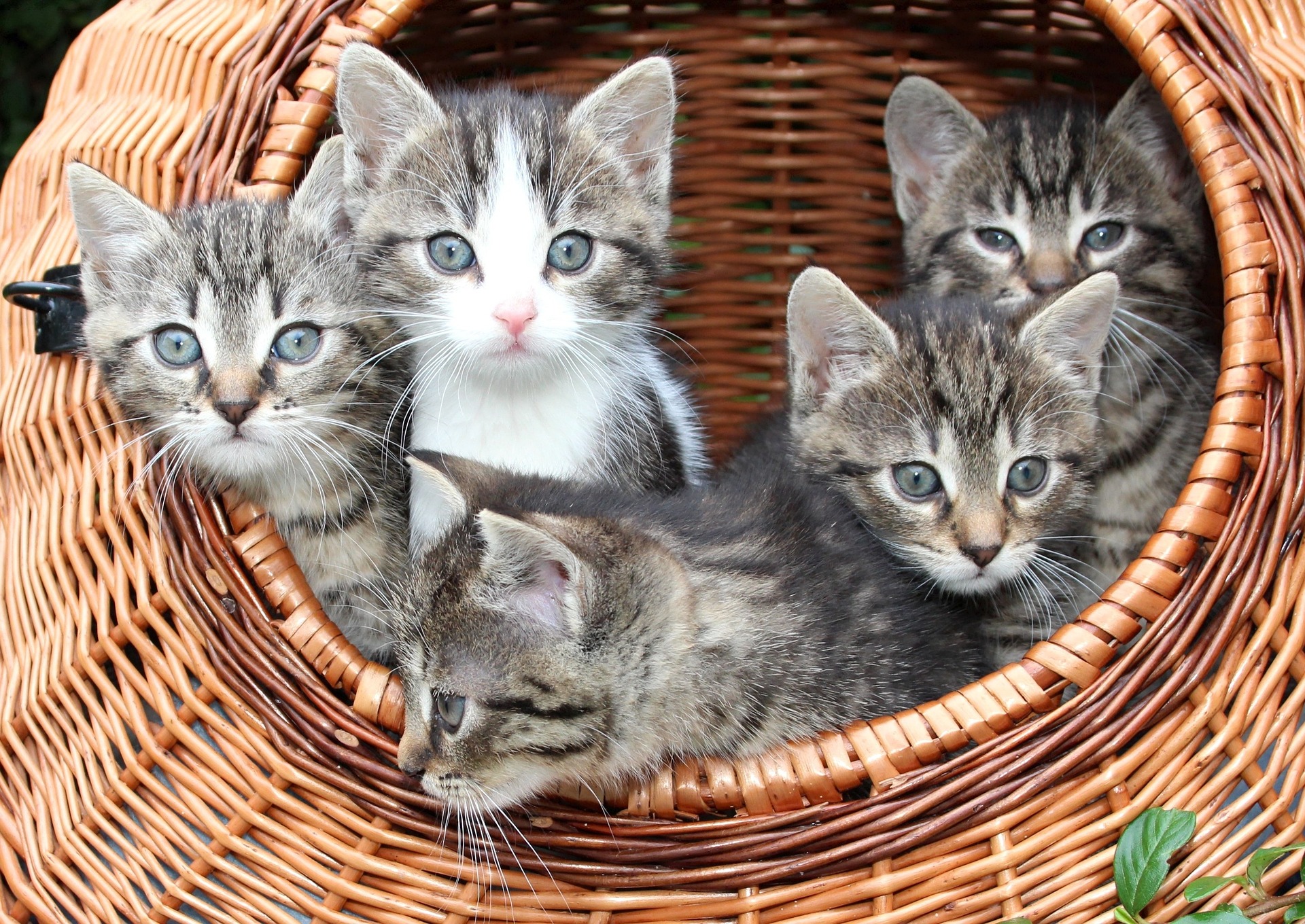 Five kittens sitting in a basket