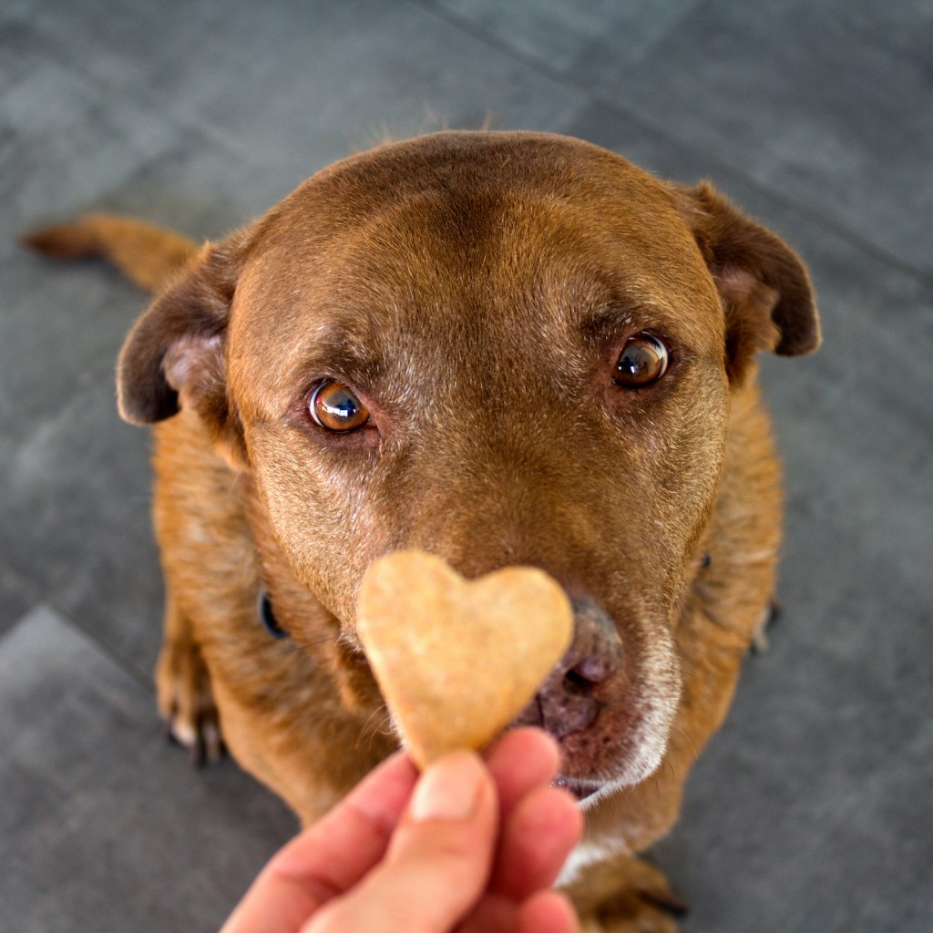 A chocolate Labrador sniffs the heart shaped cookie held out to them