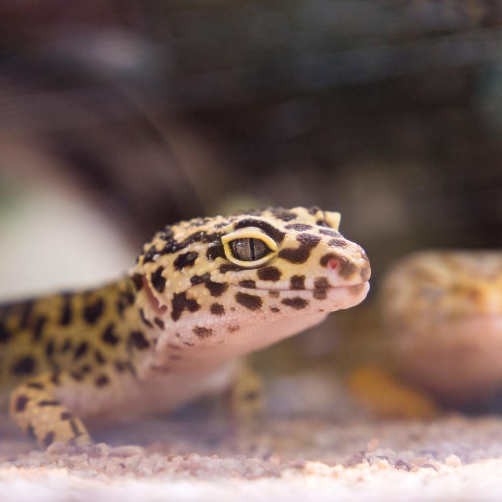 A leopard gecko in its enclosure.