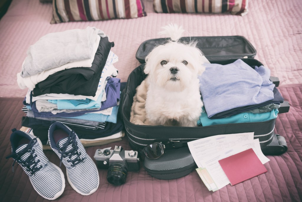 A white maltese sits in a packed suitcase