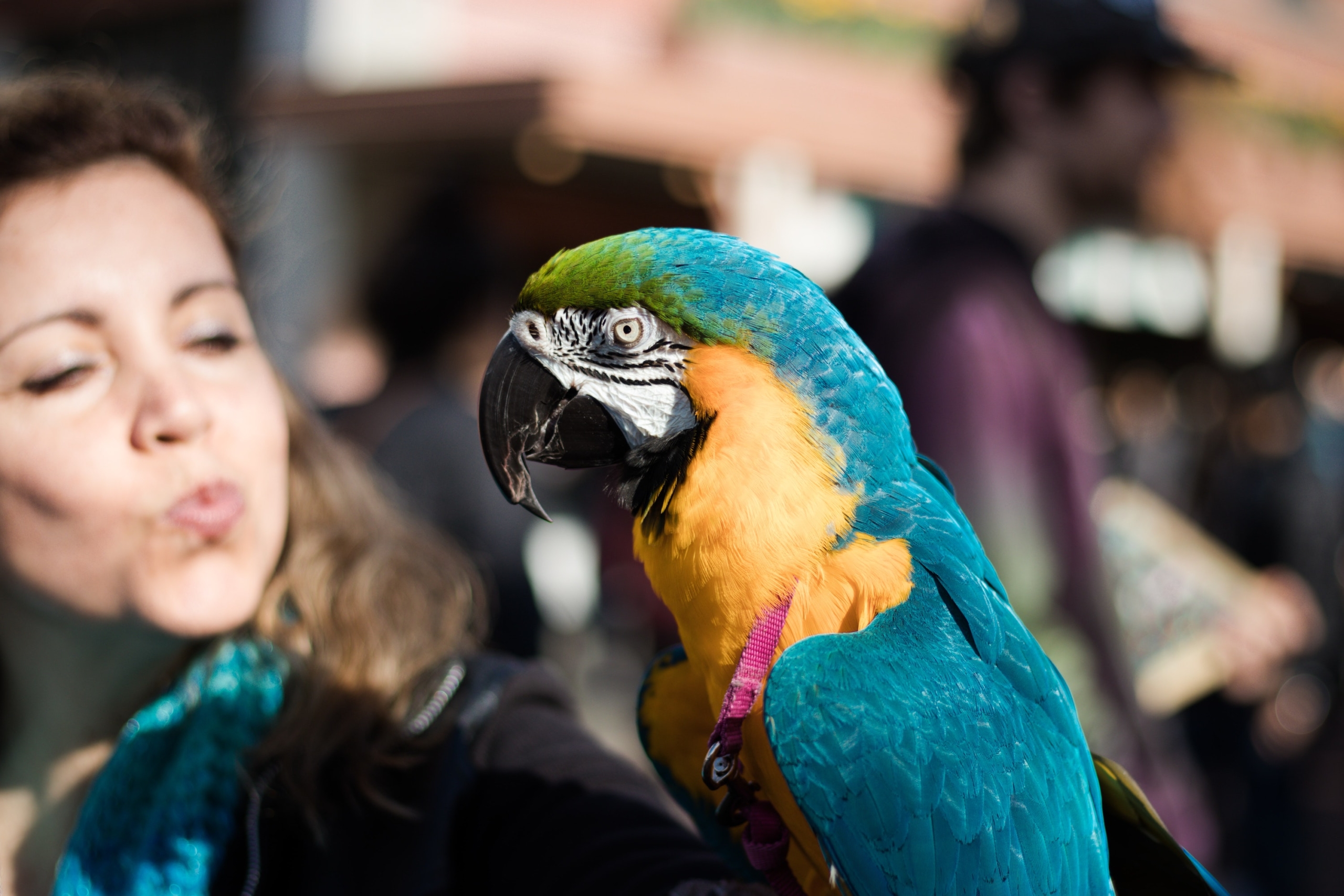 Parrot rests on woman's shoulder