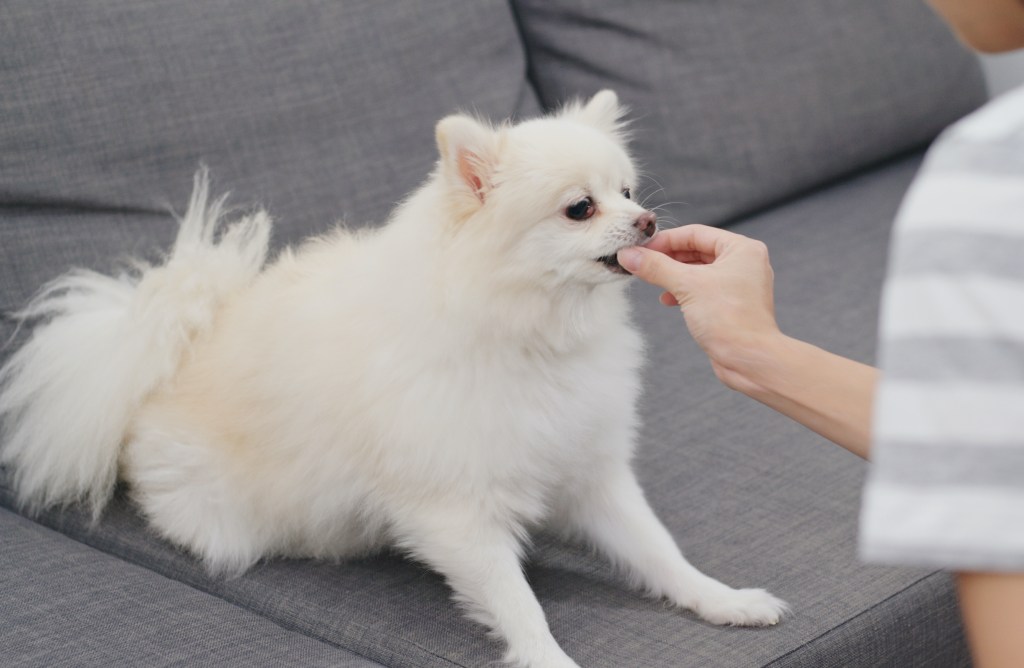 A white Pomeranian sits on a gray couch and eats a treat out of someone's hand