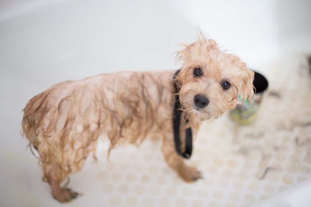 Šlapias šviesiaplaukis pudelio mišinio šuniukas stovi vonioje ir žiūri į kamerą