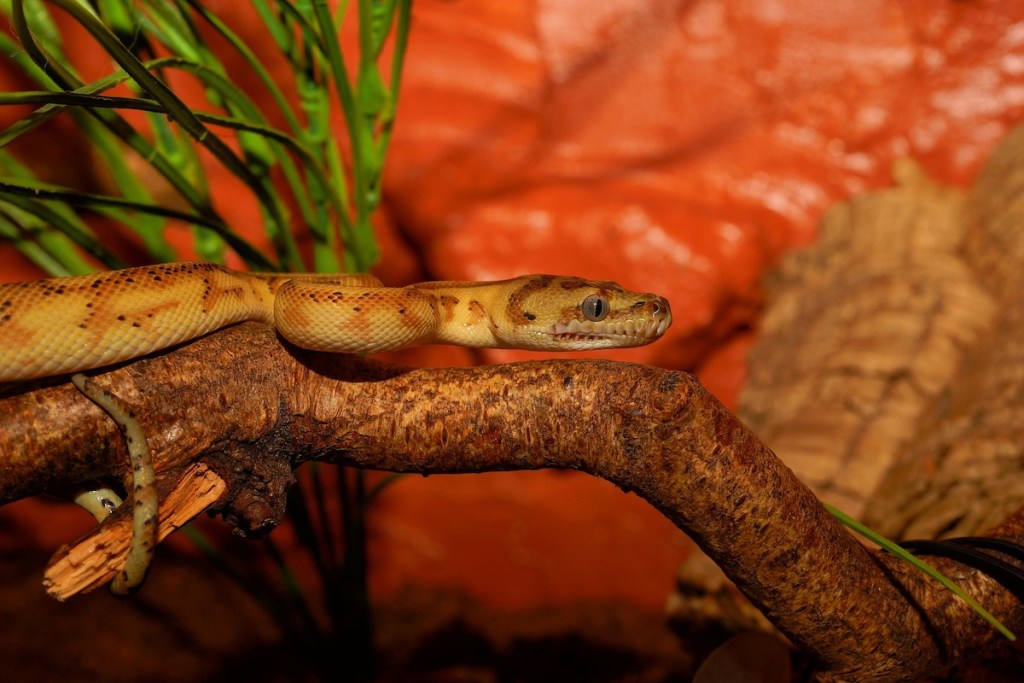 Python buveinėje sėdi ant šakos