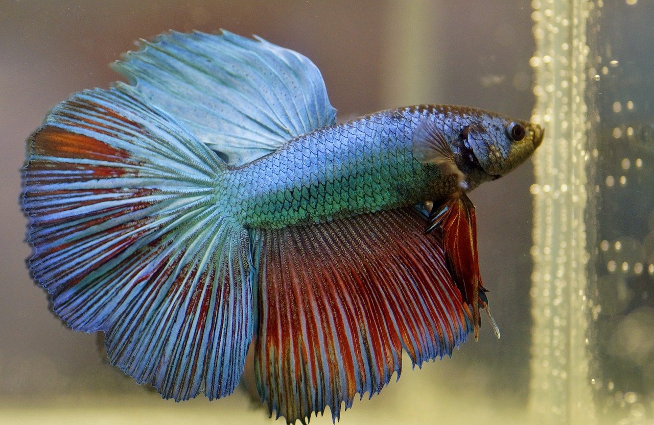 A rainbow colored betta fish swimming in a tank.