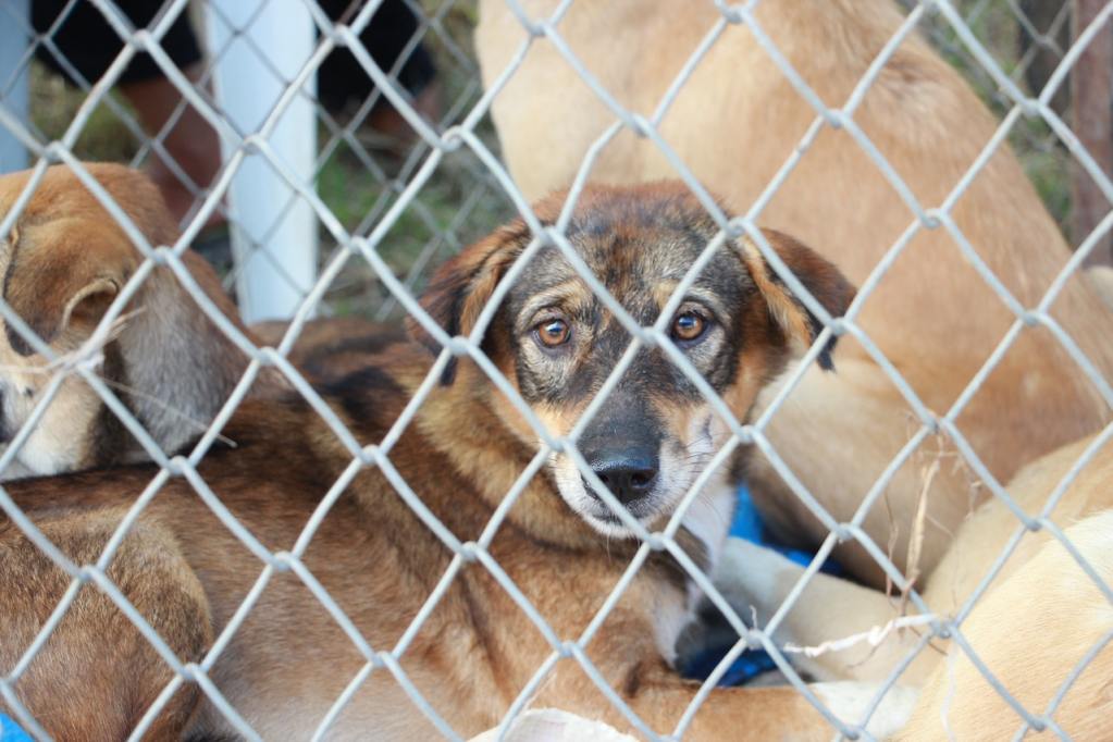 Several brown dogs behind a chain link fence.