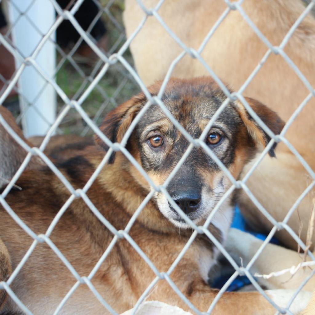 Several brown dogs behind a chain link fence.