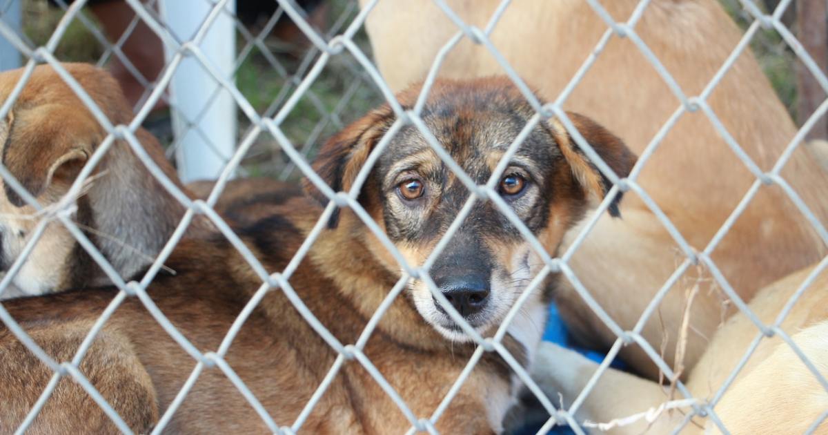 5 ways you can prevent animal cruelty in your community | PawTracks