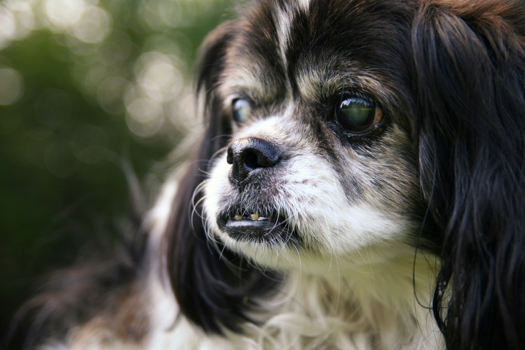 A senior black and white shih tzu with glassy eyes and an underbite looks off to the side