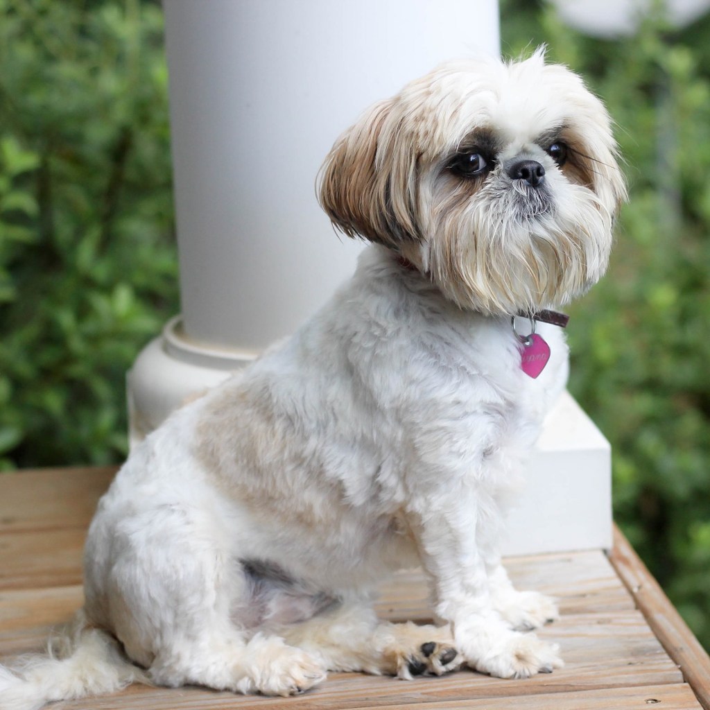 A white shih tzu sits on a porch and looks at the camera