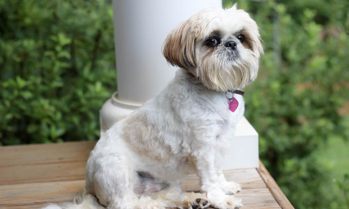 A white shih tzu sits on a porch and looks at the camera