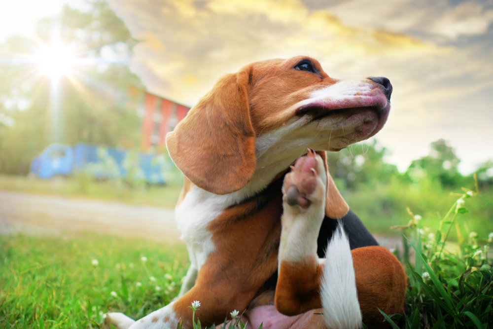 Beagle scratching body