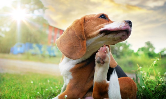 Beagle scratching body