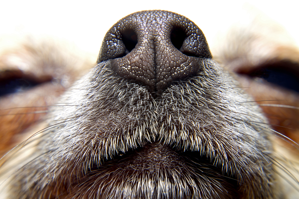 chihuahua dog nose up close