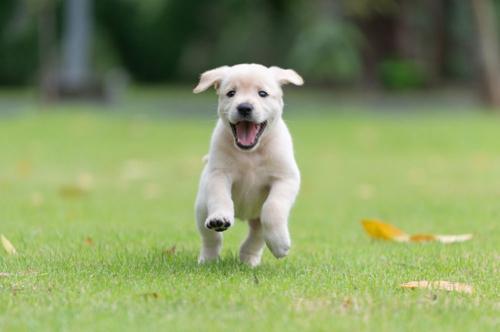white puppy running in grass