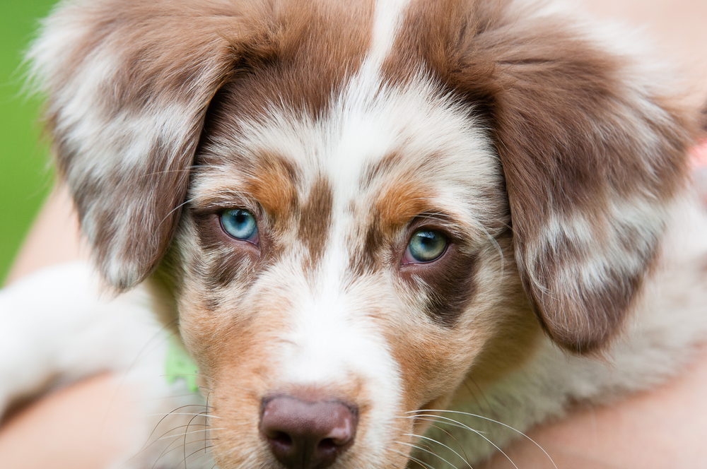 what does it mean if a dog has blue eyes