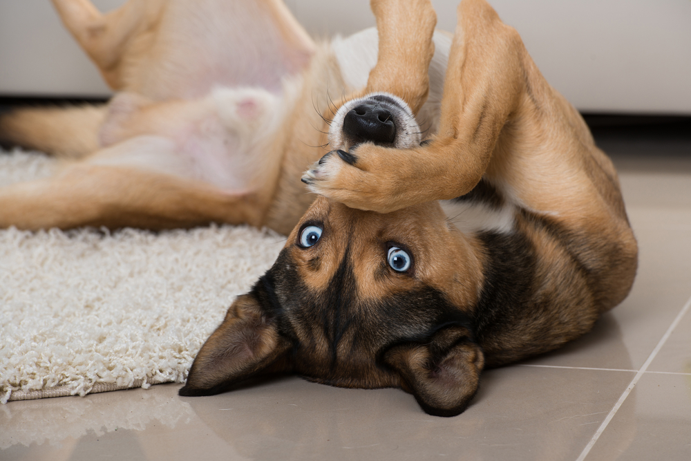 upside down brown dog