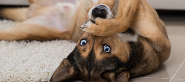 upside down brown dog