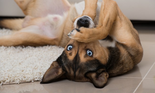 Upside down brown dog with blue eyes