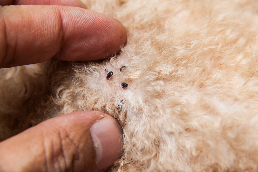 Flea dirt on white dog fur