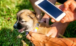high tech gadgets dogs shutterstock 608480789