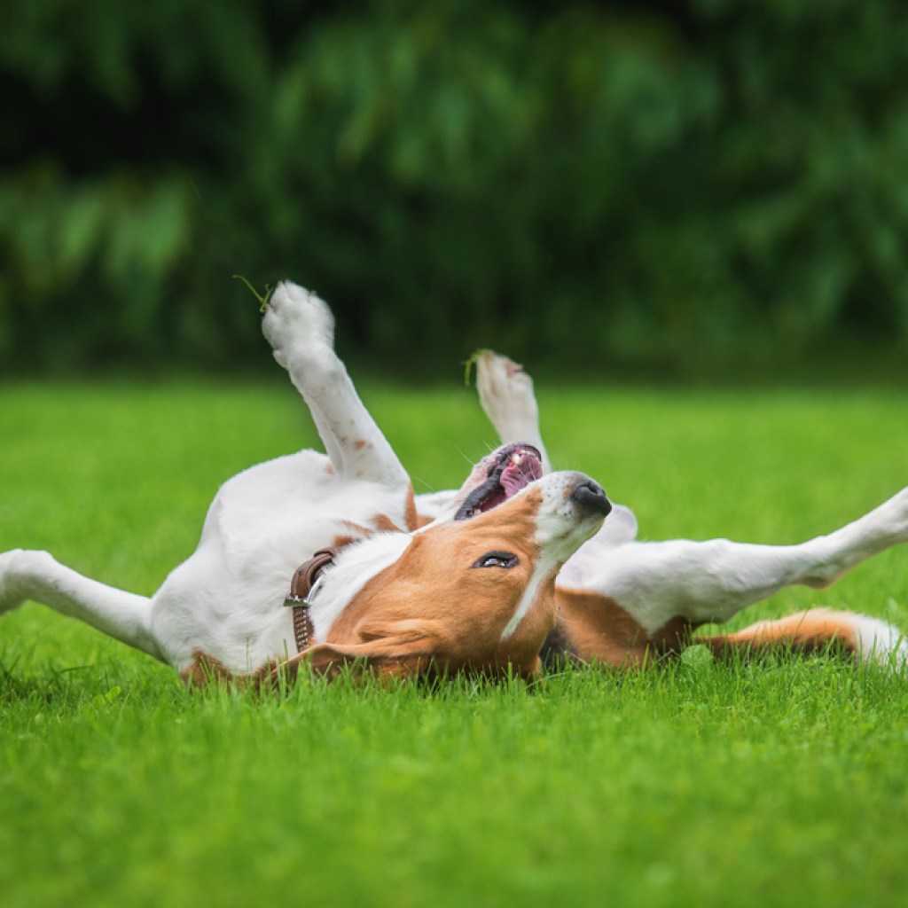 beagle rolling in the grass