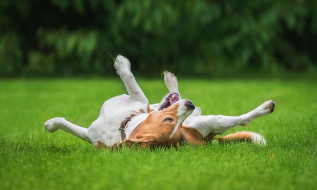 beagle rolling in the grass