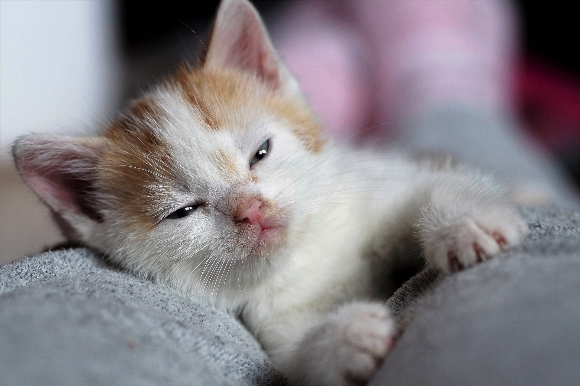 Sleepy brown and white kitten lying down