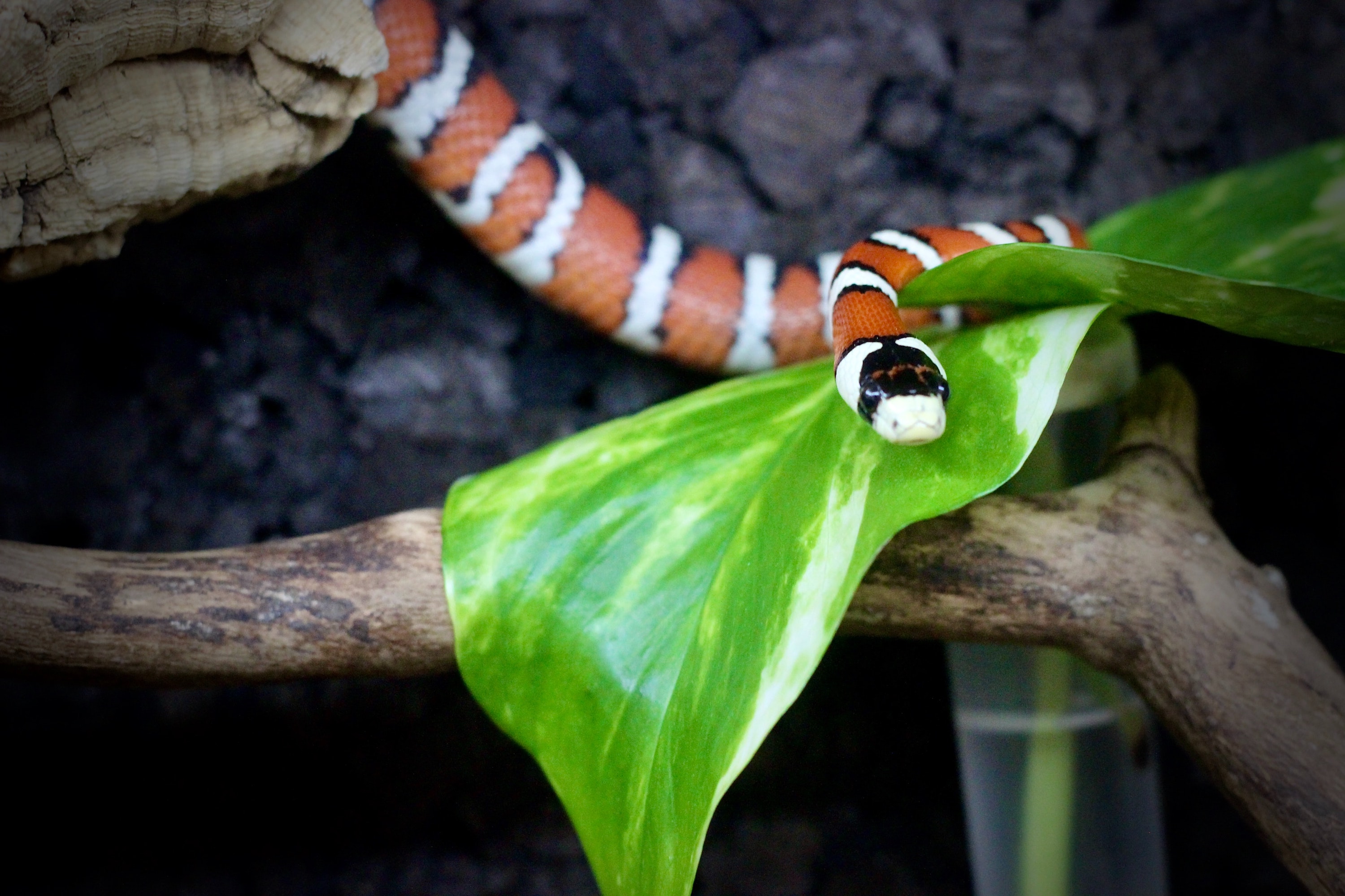Snake sits on a branch in terrarium
