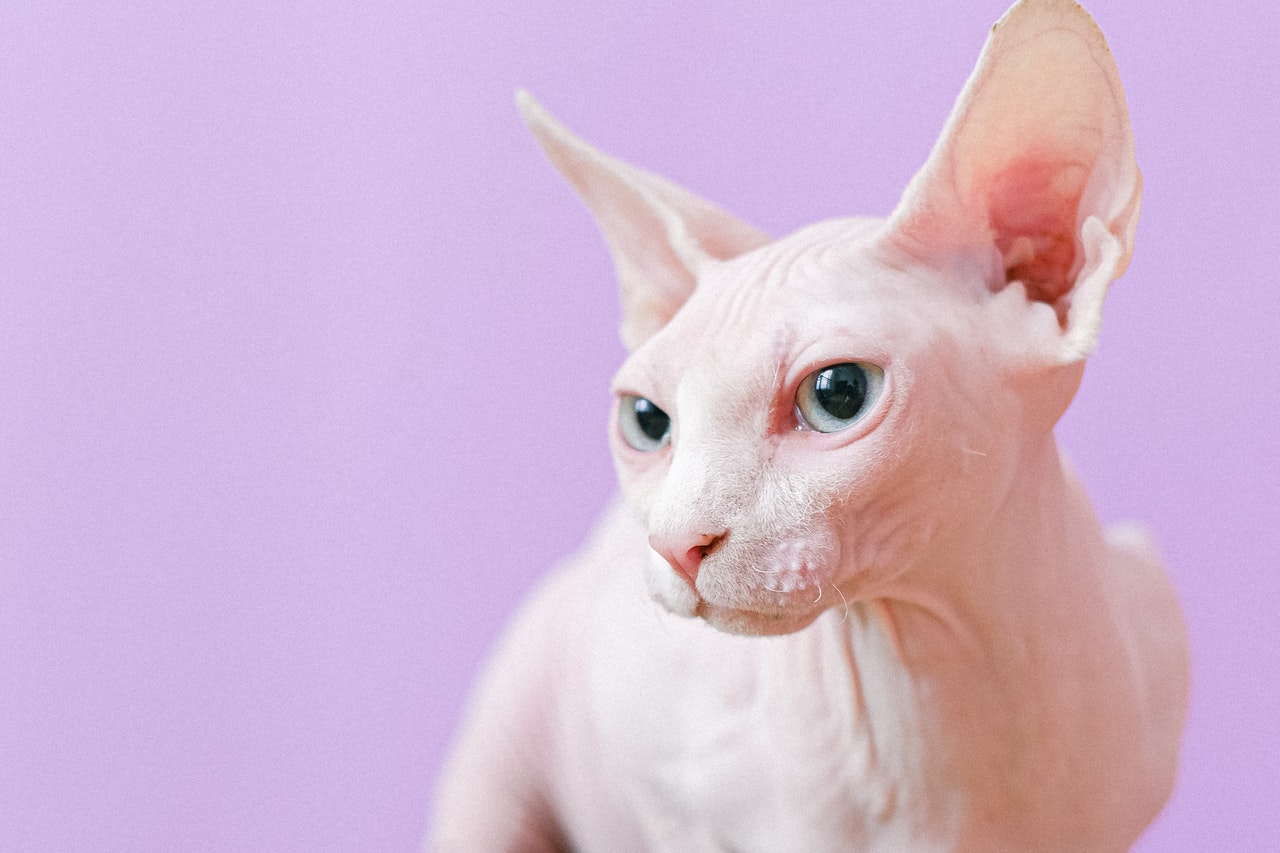 A white Sphynx cat against a pink background.