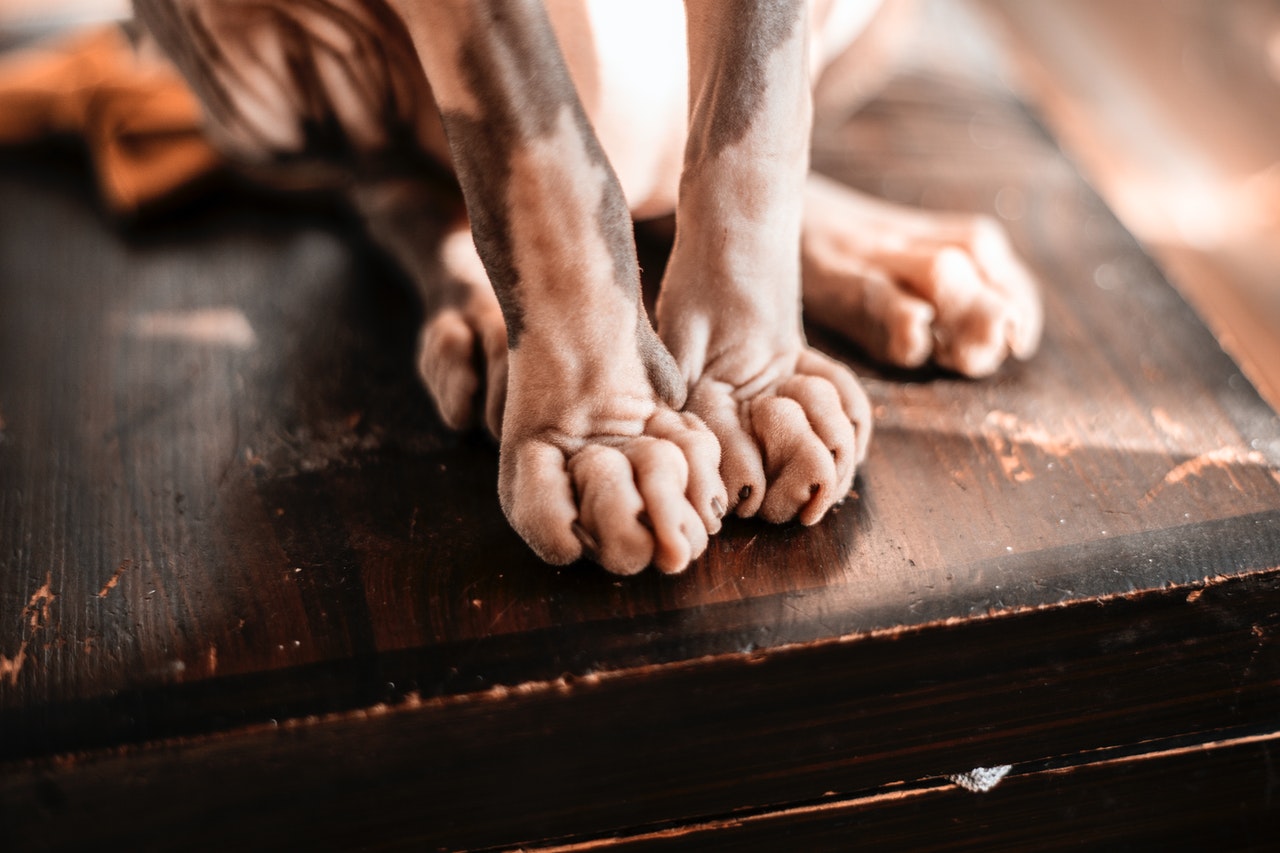 Sphynx cat paws on a wooden desk.