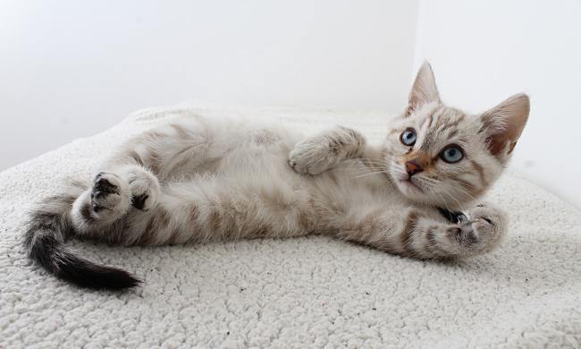 A striped gray tabby kitten lying on its back.