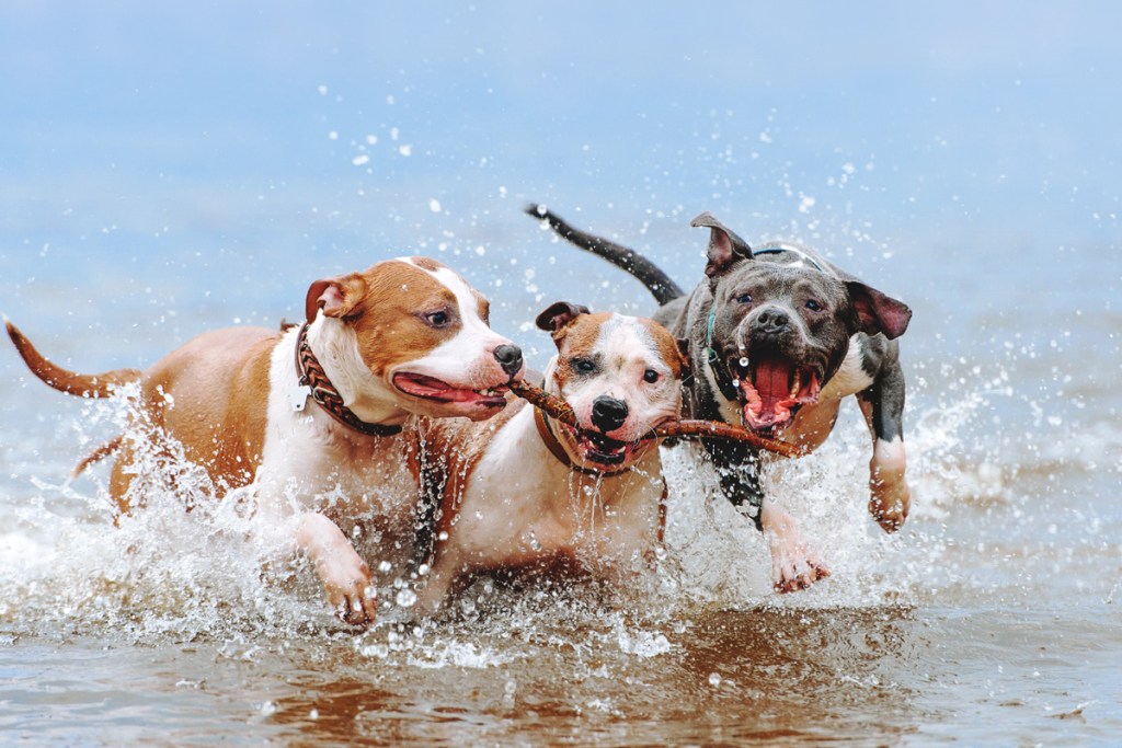 Three dogs playing in the water.