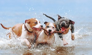 Three dogs playing in the water.