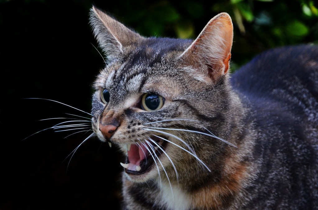 Tiger cat outdoors hissing
