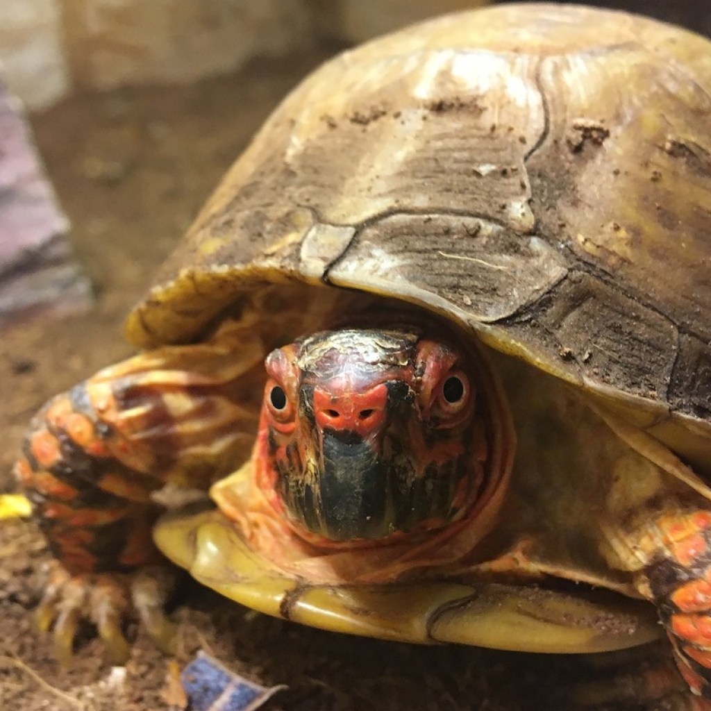 Turtle looks quizzically at the camera