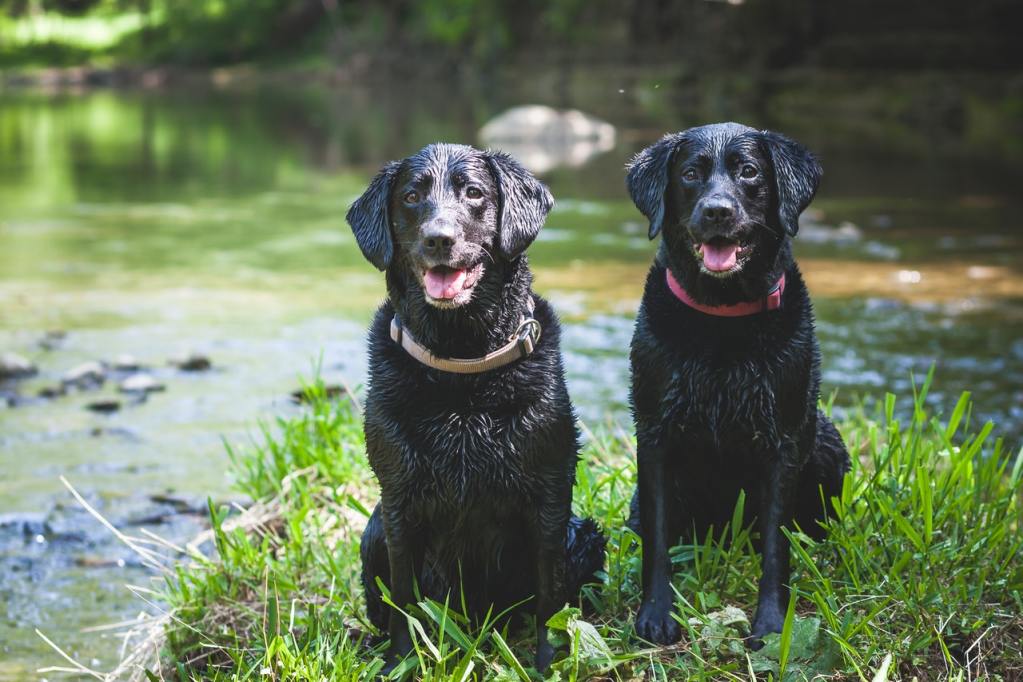 Two black labs sitting by a lake.