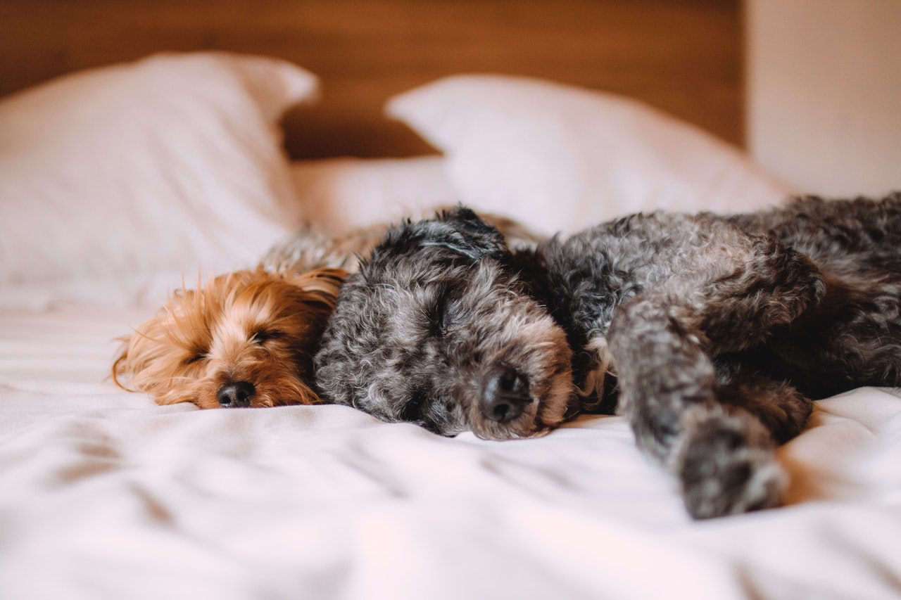 A tan dog cuddling a gray dog in bed.