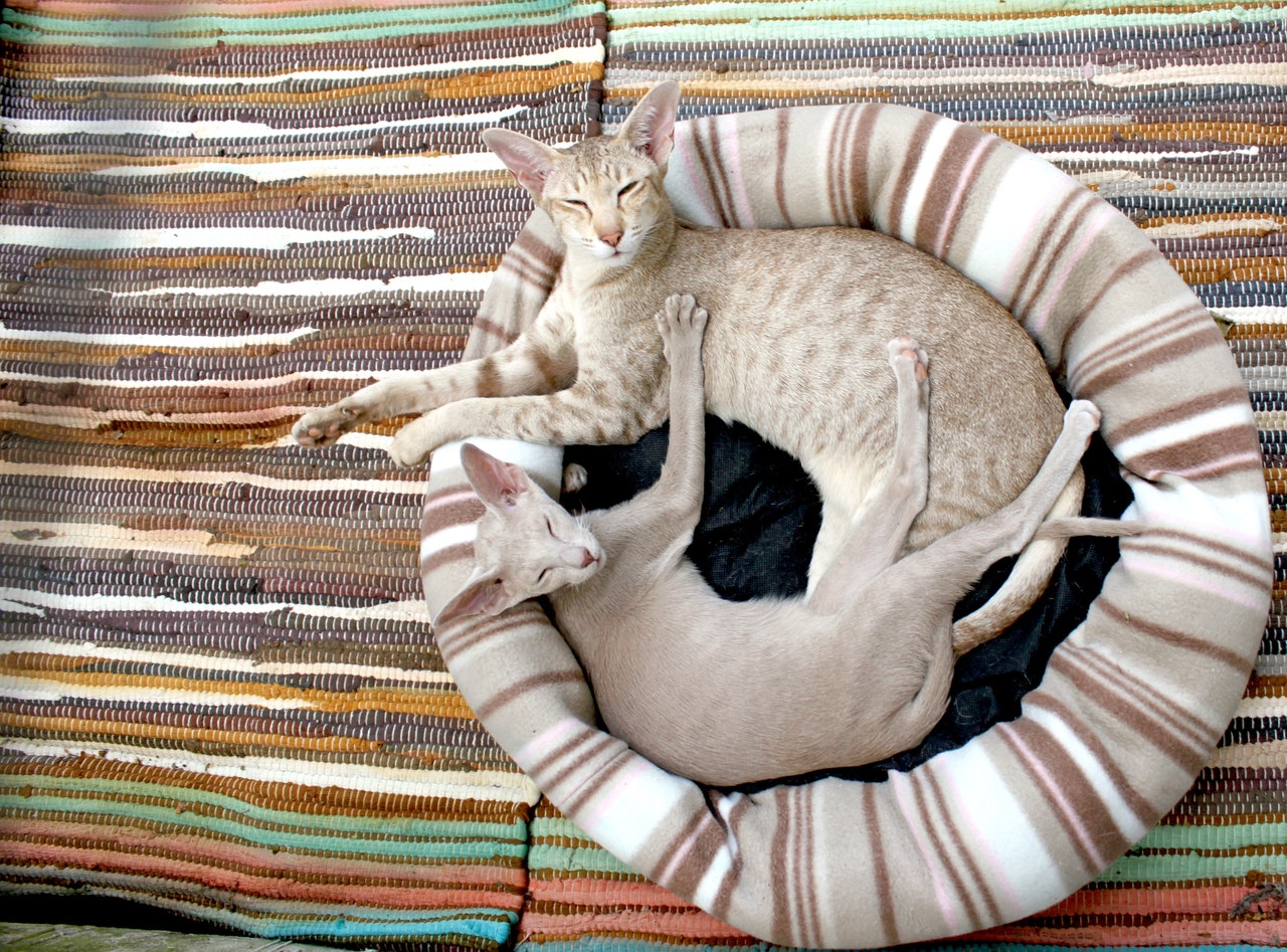 Two Oriental Shorthair cats snuggling in a bed.