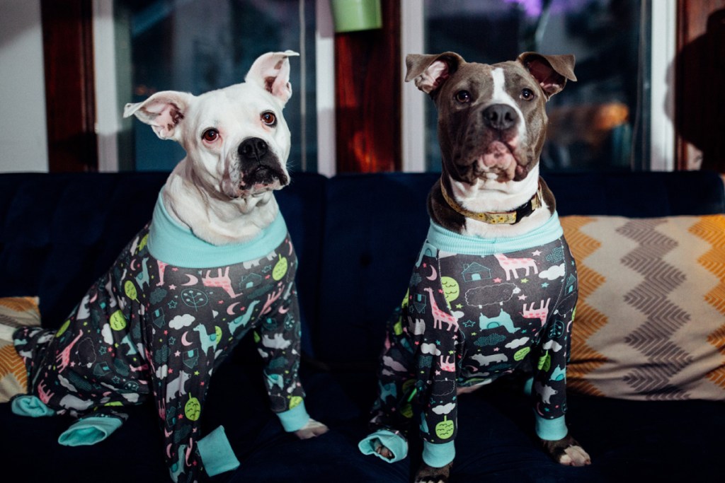 Two pit bull dogs dressed in pajamas.