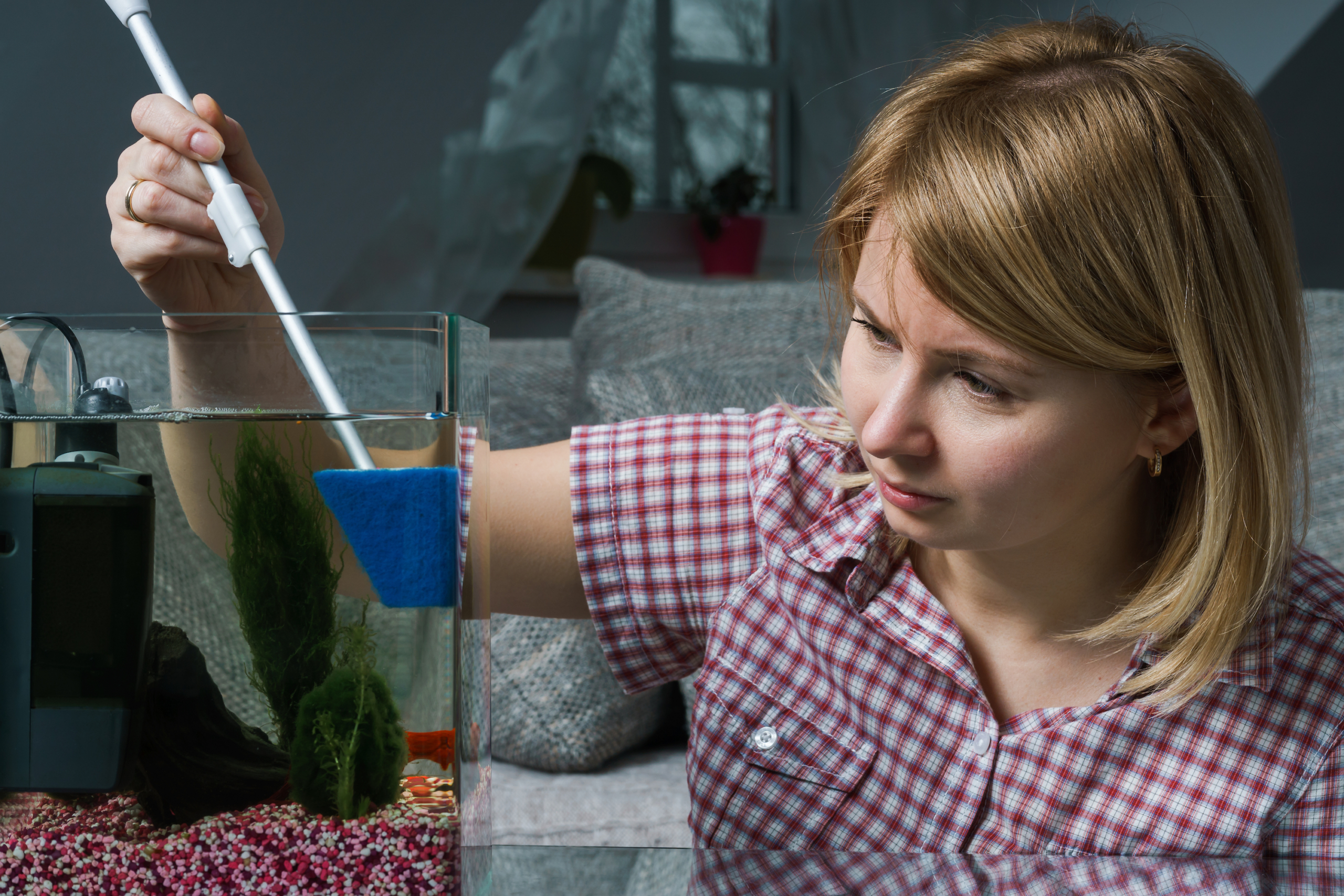 Woman cleans aquarium with fish