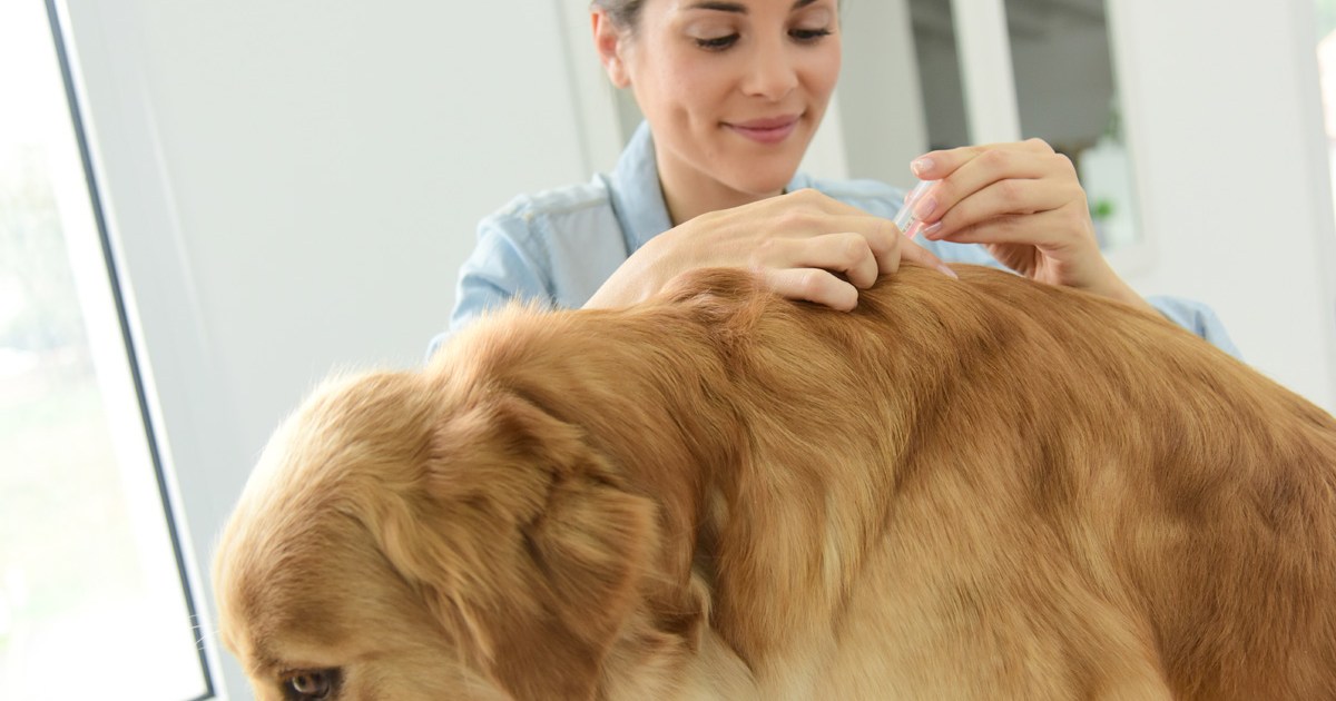 Geriausias gydymas nuo blusų ir erkių jūsų auksaspalviams retriveriams