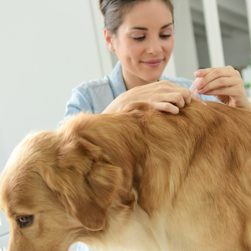Woman putting flea and tick preventative on dog.